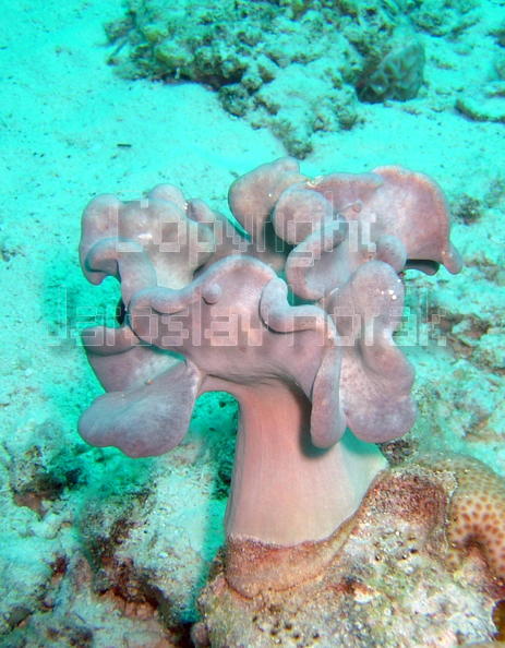 DSCF8031 koralova kytice.jpg